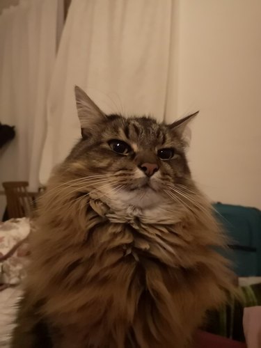 fluffy cat waiting impatiently for foods