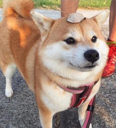 Dog with a leaf on its head