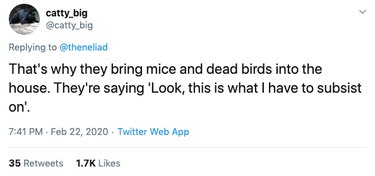 tweet explains why cats bring dead birds into house