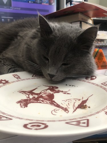 cat stares longingly at empty plate
