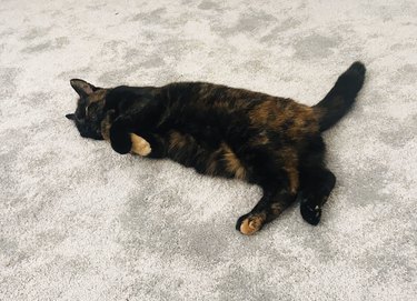 cat with paws crossed waits for food