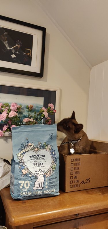 cat sniffs bag of food