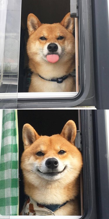 Dog sticking out its tongue