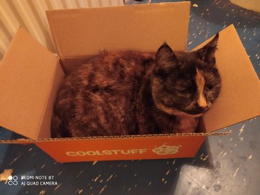 sad cat in box