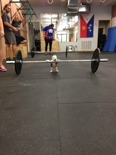 Puppy with its paws on a huge barbell