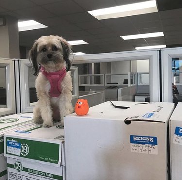 a dog on moving boxes with an orange bear toy