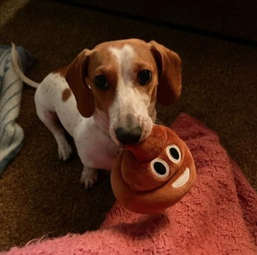 a dachshund with a stuffed poop toy