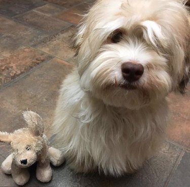 a dog with a lookalike toy