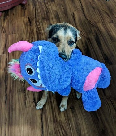 a dog with a giant purple monster toy bigger than itself