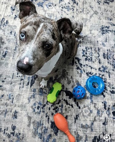 dog with multiple chew toys