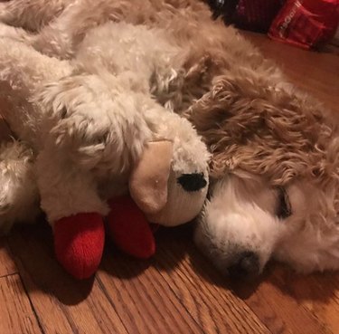 dog sleeping with stuffed toy