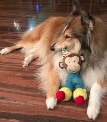 a dog with a monkey toy