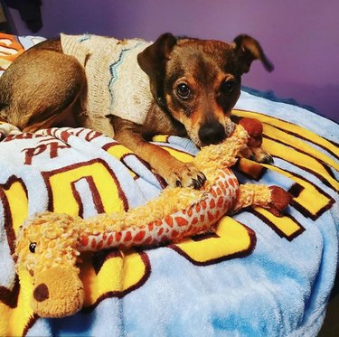 dog with giraffe toy