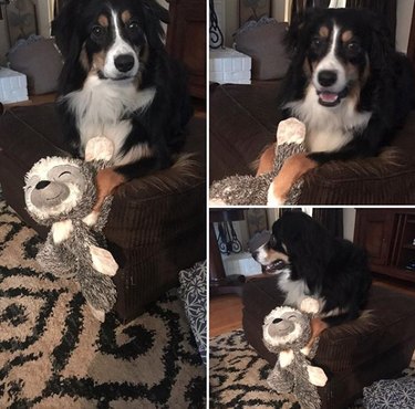 a dog with a stuffed sloth toy