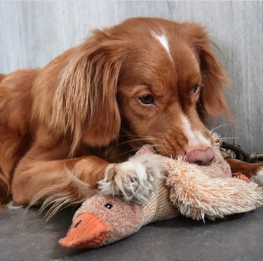 a dog with a duck toy