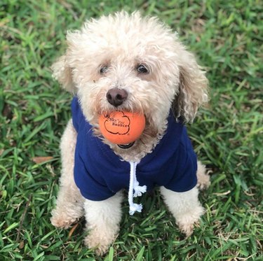 a dog with a ball in its mouth