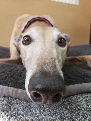 Greyhound with a long nose