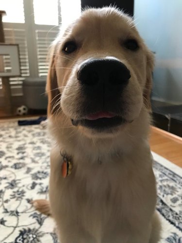 Dog with a little bit of its tongue sticking out