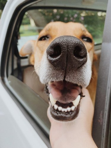Dog in a car