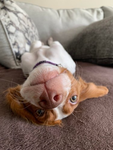 Dog laying on its back