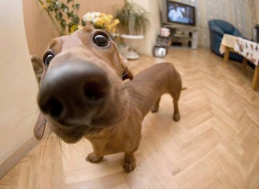 Dachshund sniffing the camera lens