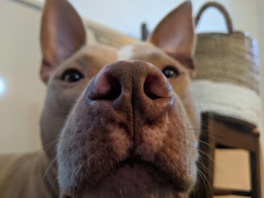 Dog with its nose close to the camera