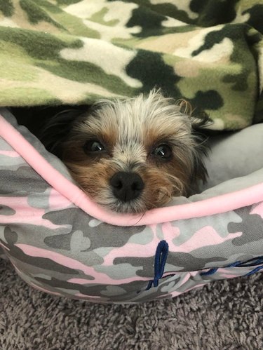 Dog in camouflage blanket and dog bed