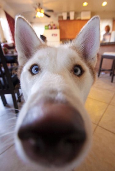 Dog with its nose close to the camera