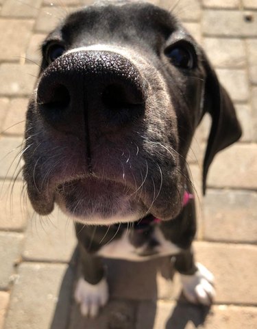 Puppy with its nose close to the camera