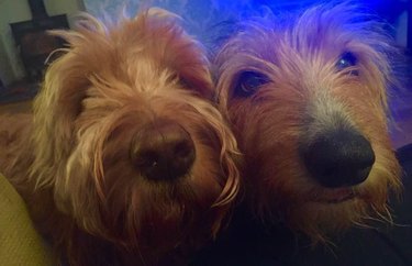 Two dogs with their noses close to the camera