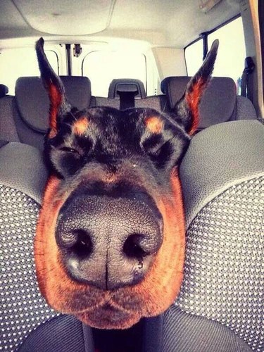 Dog with its head squished between the two front car seats