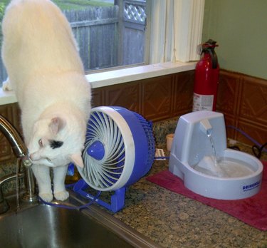 Cat next to fancy water fountain drinking from kitchen sink.