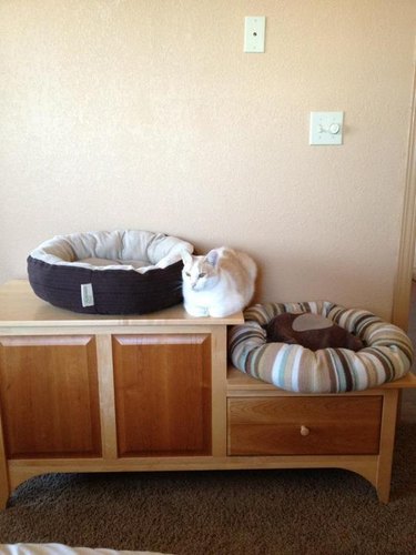 Cat sitting between two cat beds.