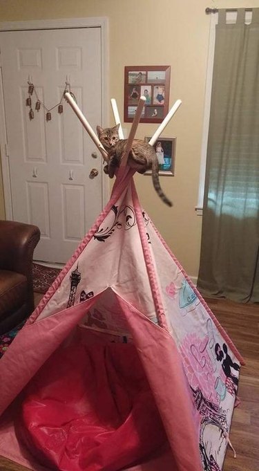 Cat sitting in the crossed poles of a pet-sized tepee.