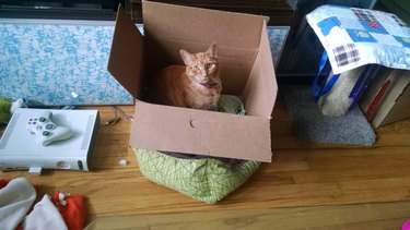 Cat sitting in a box on top of a cat bed.