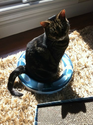 Cat sitting inside a circular cat toy.