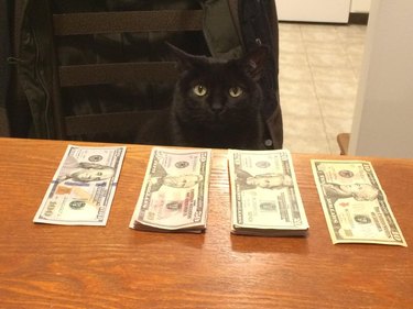 Cat in front of stacks of money.