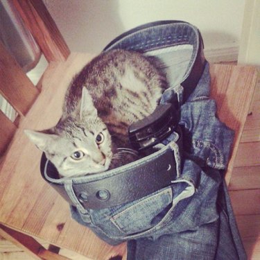 Cat sitting in a pair of pants.