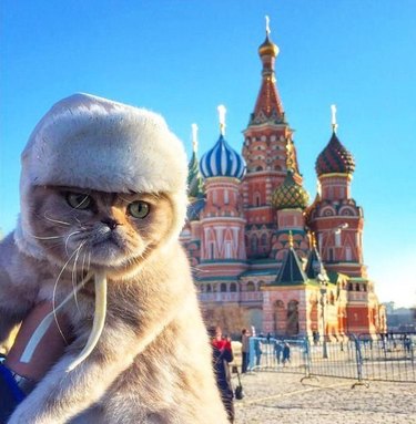 121 Russian names for male and female cats