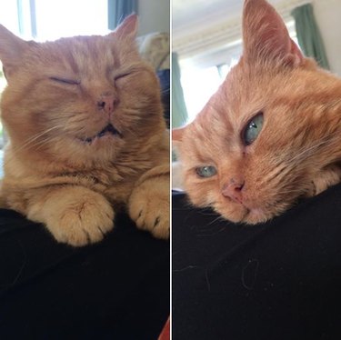 orange tabby cat napping