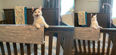 white cat in baby crib