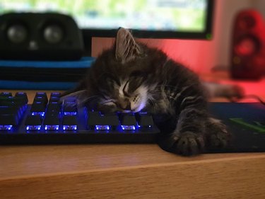 A kitten is sleeping on a keyboard.