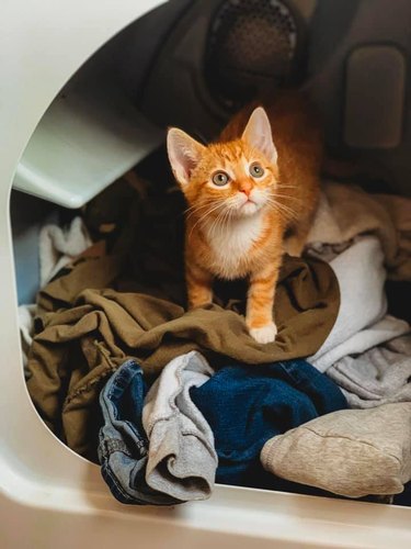An orange kitten is in a laundry dryer with clothes.