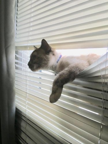 A cat is peering in a room through a set of window blinds.