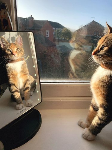 A cat marvels at their sunlit reflection in a mirror by a window.