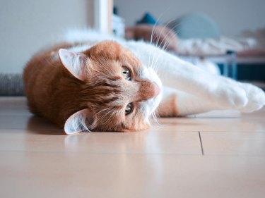 An orange cat is laying sideways on a floor.