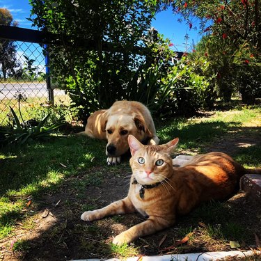 A cat and dog chill in a yard on a sunny day.