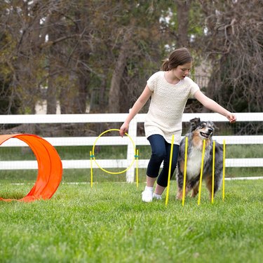 dogs runs between agility poles