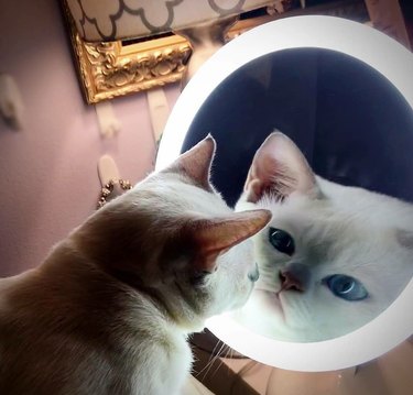 A white cat stares at a mirror, and their reflection is distorted.