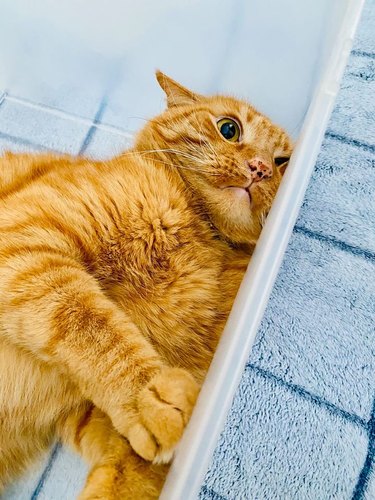 orange cat with big eyes